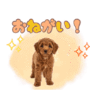 ふわもこプードル♡スタンプ（個別スタンプ：15）
