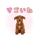ふわもこプードル♡スタンプ（個別スタンプ：16）