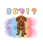 ふわもこプードル♡スタンプ（個別スタンプ：17）