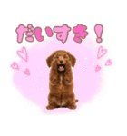 ふわもこプードル♡スタンプ（個別スタンプ：18）