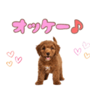 ふわもこプードル♡スタンプ（個別スタンプ：19）