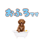 ふわもこプードル♡スタンプ（個別スタンプ：20）