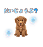 ふわもこプードル♡スタンプ（個別スタンプ：21）