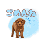 ふわもこプードル♡スタンプ（個別スタンプ：22）