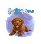 ふわもこプードル♡スタンプ（個別スタンプ：23）