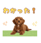 ふわもこプードル♡スタンプ（個別スタンプ：24）