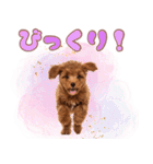 ふわもこプードル♡スタンプ（個別スタンプ：25）