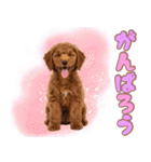 ふわもこプードル♡スタンプ（個別スタンプ：27）