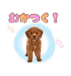 ふわもこプードル♡スタンプ（個別スタンプ：28）