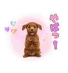 ふわもこプードル♡スタンプ（個別スタンプ：29）