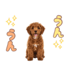 ふわもこプードル♡スタンプ（個別スタンプ：30）