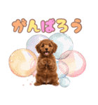 ふわもこプードル♡スタンプ（個別スタンプ：31）