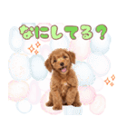 ふわもこプードル♡スタンプ（個別スタンプ：33）
