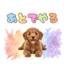 ふわもこプードル♡スタンプ（個別スタンプ：34）