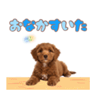 ふわもこプードル♡スタンプ（個別スタンプ：35）