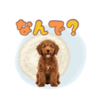 ふわもこプードル♡スタンプ（個別スタンプ：36）
