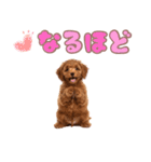 ふわもこプードル♡スタンプ（個別スタンプ：38）