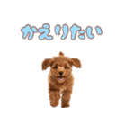 ふわもこプードル♡スタンプ（個別スタンプ：39）