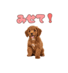 ふわもこプードル♡スタンプ（個別スタンプ：40）