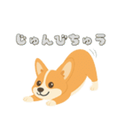 シンプルなコーギースタンプ（個別スタンプ：3）