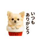 ずっと使える♡冬のチワワ（個別スタンプ：2）