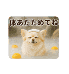 ずっと使える♡冬のチワワ（個別スタンプ：12）