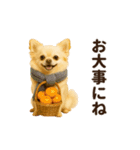 ずっと使える♡冬のチワワ（個別スタンプ：15）