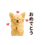 ずっと使える♡冬のチワワ（個別スタンプ：20）