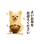 ずっと使える♡冬のチワワ（個別スタンプ：22）