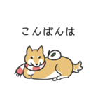 柴犬スタンプ（冬）（個別スタンプ：7）