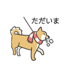 柴犬スタンプ（冬）（個別スタンプ：10）