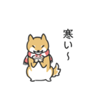 柴犬スタンプ（冬）（個別スタンプ：14）