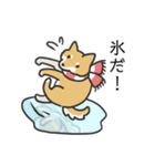 柴犬スタンプ（冬）（個別スタンプ：20）