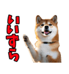 長野弁☆柴犬（個別スタンプ：1）
