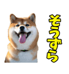 長野弁☆柴犬（個別スタンプ：3）