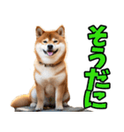 長野弁☆柴犬（個別スタンプ：4）