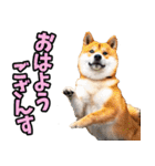 長野弁☆柴犬（個別スタンプ：5）