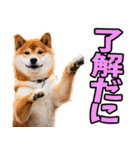 長野弁☆柴犬（個別スタンプ：7）