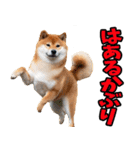 長野弁☆柴犬（個別スタンプ：9）