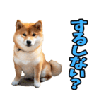 長野弁☆柴犬（個別スタンプ：10）