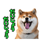 長野弁☆柴犬（個別スタンプ：11）