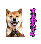 長野弁☆柴犬（個別スタンプ：12）