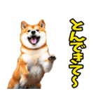長野弁☆柴犬（個別スタンプ：14）
