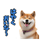 長野弁☆柴犬（個別スタンプ：15）