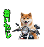 長野弁☆柴犬（個別スタンプ：17）