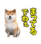 長野弁☆柴犬（個別スタンプ：18）