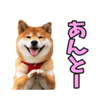 長野弁☆柴犬（個別スタンプ：19）