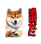 長野弁☆柴犬（個別スタンプ：20）