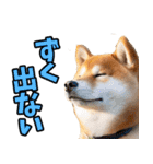 長野弁☆柴犬（個別スタンプ：22）