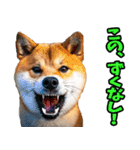 長野弁☆柴犬（個別スタンプ：23）